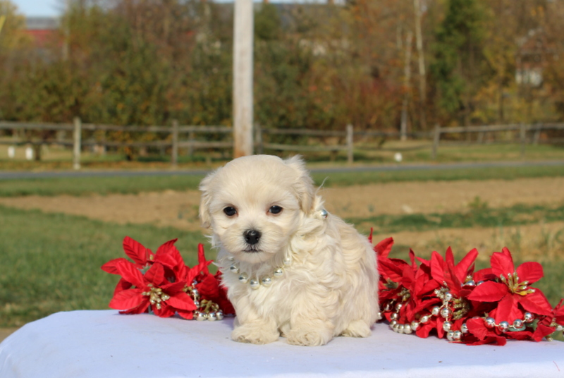 puppy, for, sale, Maltipoo, Matthew B. Stoltzfus, dog, breeder, Gap, PA, dog-breeder, puppy-for-sale, forsale, nearby, find, puppyfind, locator, puppylocator, aca